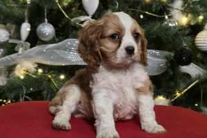 3e7fcc1f13711afe69d00dc2fab0d489