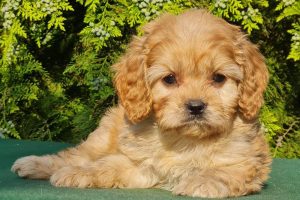 a007be63-1b05-428a-a1f9-117f8f006575